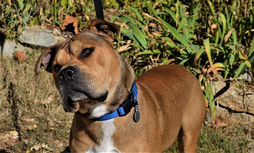 Romeo, an adoptable Pit Bull Terrier in Parkville, MO, 64152 | Photo Image 6