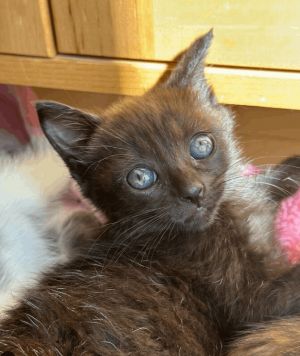 Starling, adoptable Cat, Kitten Female Domestic Short Hair Mix, , has video.