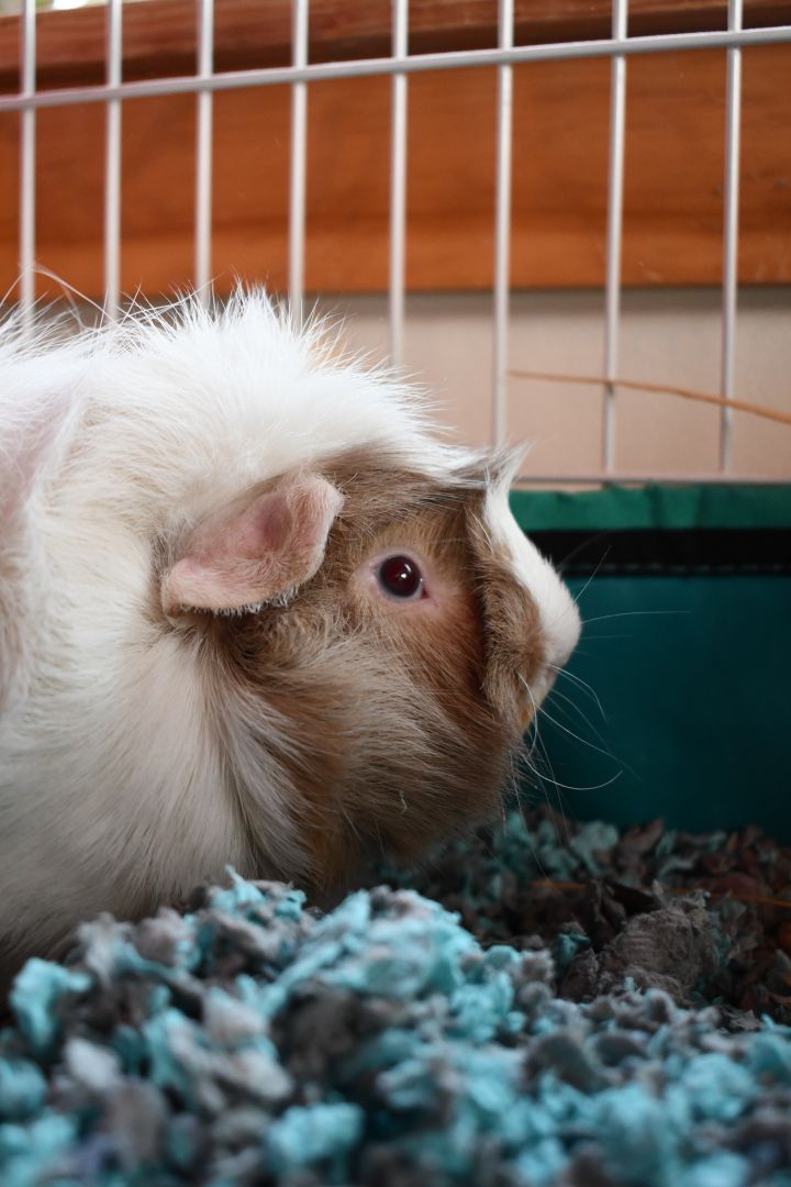 Lincoln, an adoptable Guinea Pig in Bellingham, WA_image-2