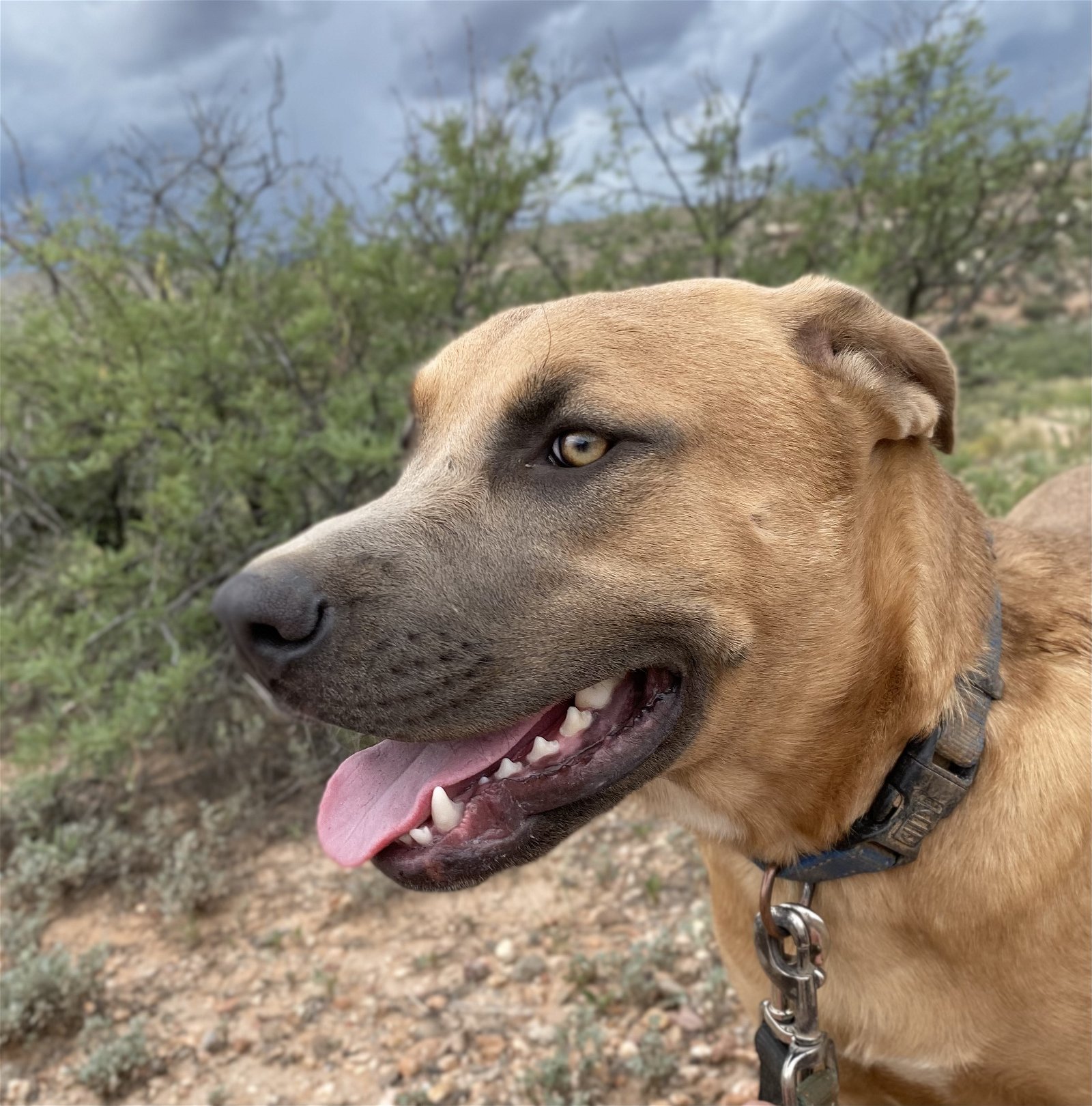Barney, an adoptable German Shepherd Dog, American Staffordshire Terrier in Camp Verde, AZ, 86322 | Photo Image 4