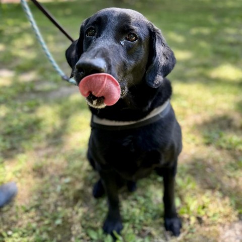 Huck, an adoptable Black Labrador Retriever, Retriever in Middletown, NY, 10940 | Photo Image 1