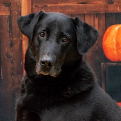 Huck, an adoptable Black Labrador Retriever, Retriever in Middletown, NY, 10940 | Photo Image 2