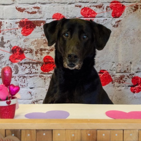 Huck, an adoptable Black Labrador Retriever, Retriever in Middletown, NY, 10940 | Photo Image 2