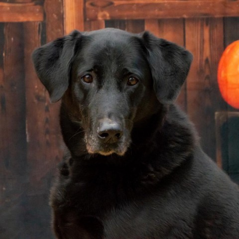 Huck, an adoptable Black Labrador Retriever, Retriever in Middletown, NY, 10940 | Photo Image 3
