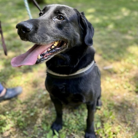 Huck, an adoptable Black Labrador Retriever, Retriever in Middletown, NY, 10940 | Photo Image 3