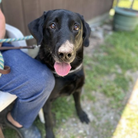 Huck, an adoptable Black Labrador Retriever, Retriever in Middletown, NY, 10940 | Photo Image 4