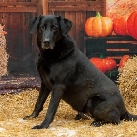 Huck, an adoptable Black Labrador Retriever, Retriever in Middletown, NY, 10940 | Photo Image 6