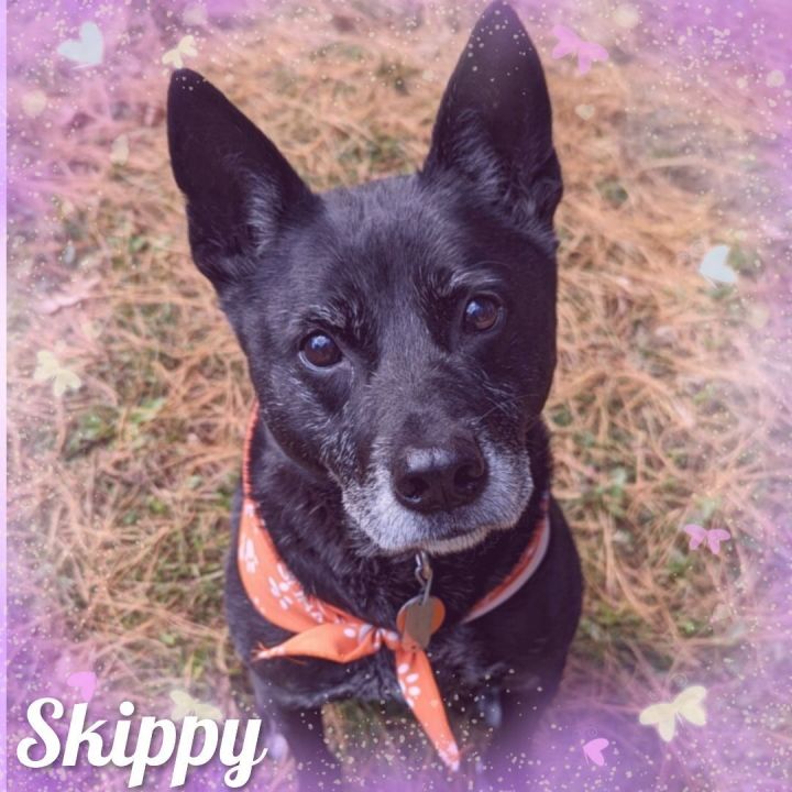 Skippy, an adoptable Mixed Breed in Bayside, NY_image-1