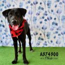 CLOONEY's profile on Petfinder.com