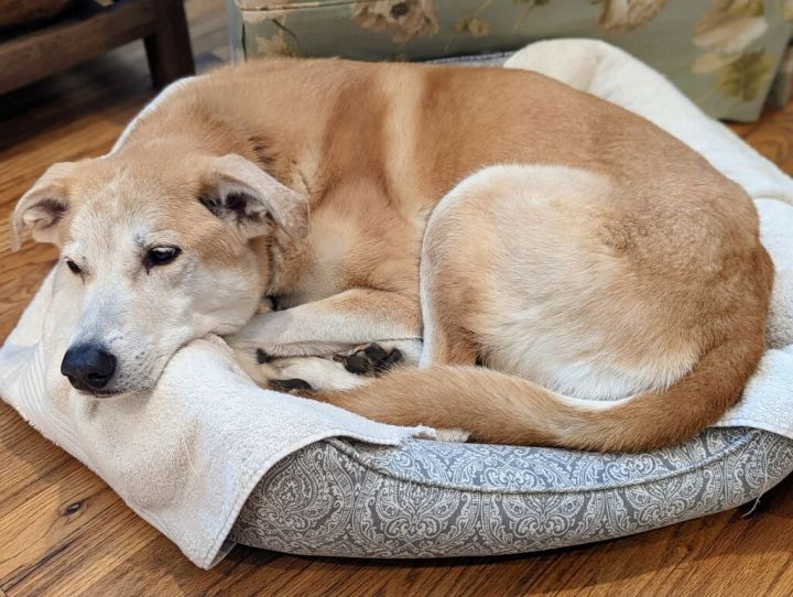 Molly, an adoptable Labrador Retriever Mix in Bayside, NY_image-5