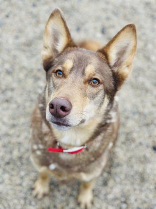 Yodel, an adoptable Siberian Husky, Mixed Breed in Fond Du Lac, WI, 54935 | Photo Image 1
