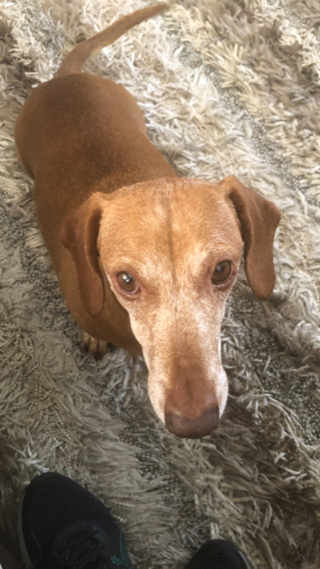 Brimsley - Las Vegas, an adoptable Dachshund in Los Angeles, CA, 90024 | Photo Image 1