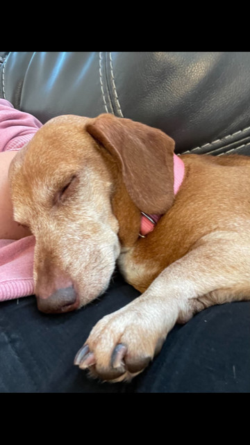 Brimsley - Las Vegas, an adoptable Dachshund in Los Angeles, CA, 90024 | Photo Image 2