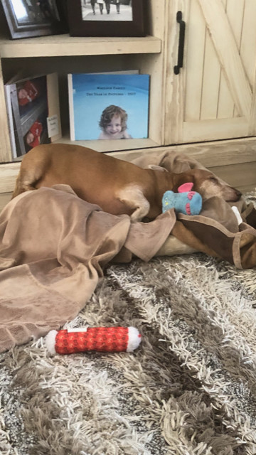 Brimsley - Las Vegas, an adoptable Dachshund in Los Angeles, CA, 90024 | Photo Image 3