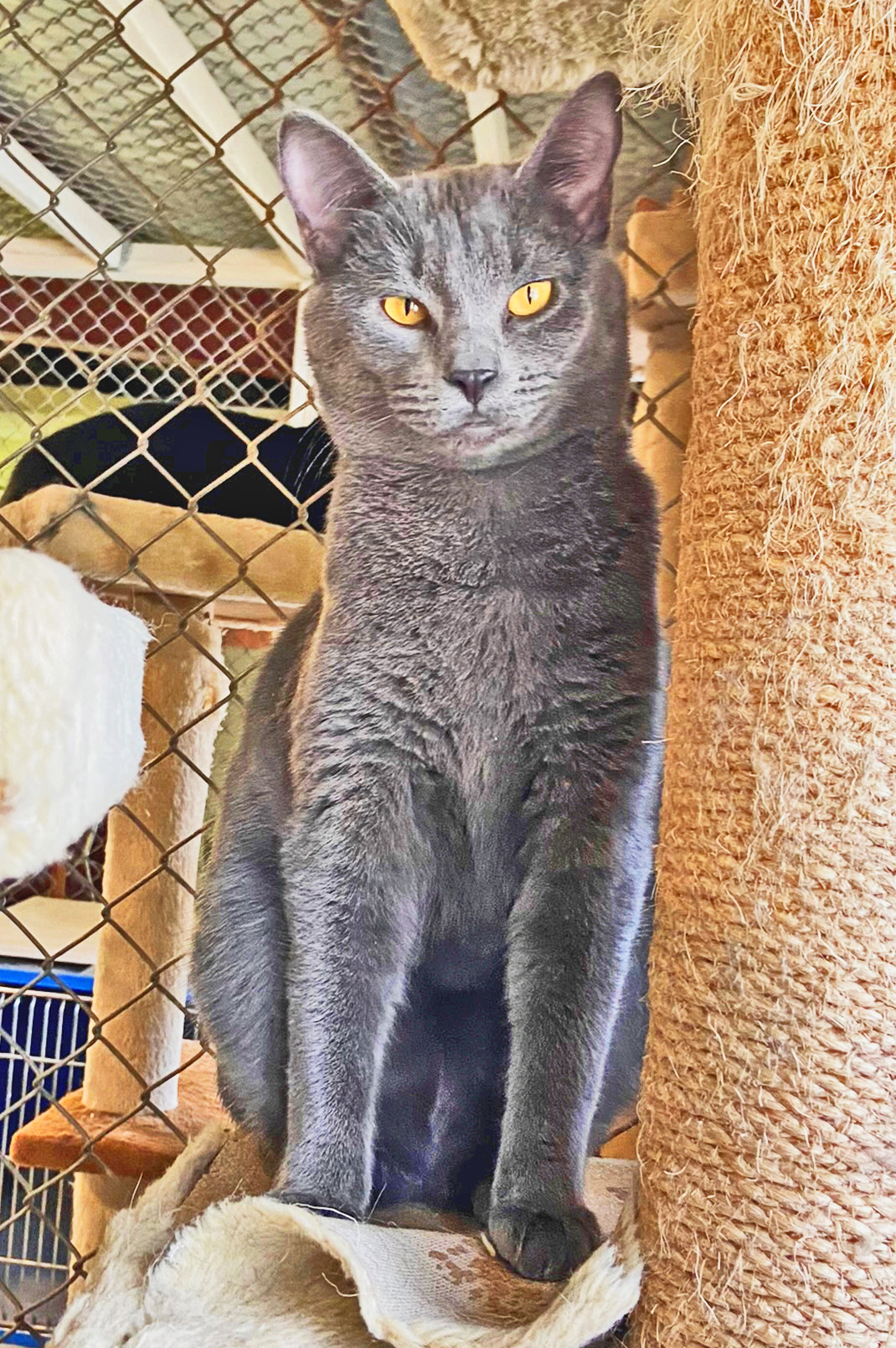 Destiny, an adoptable Domestic Short Hair in Holly Springs, MS, 38635 | Photo Image 1