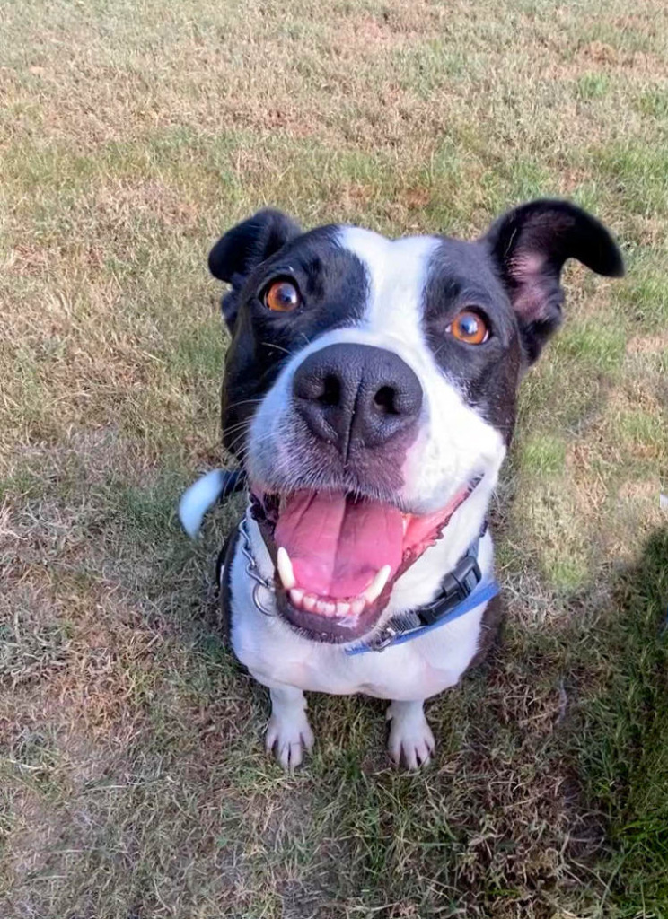 Hashbrown AKA Loco, an adoptable Pit Bull Terrier in Sherwood, AR, 72116 | Photo Image 2