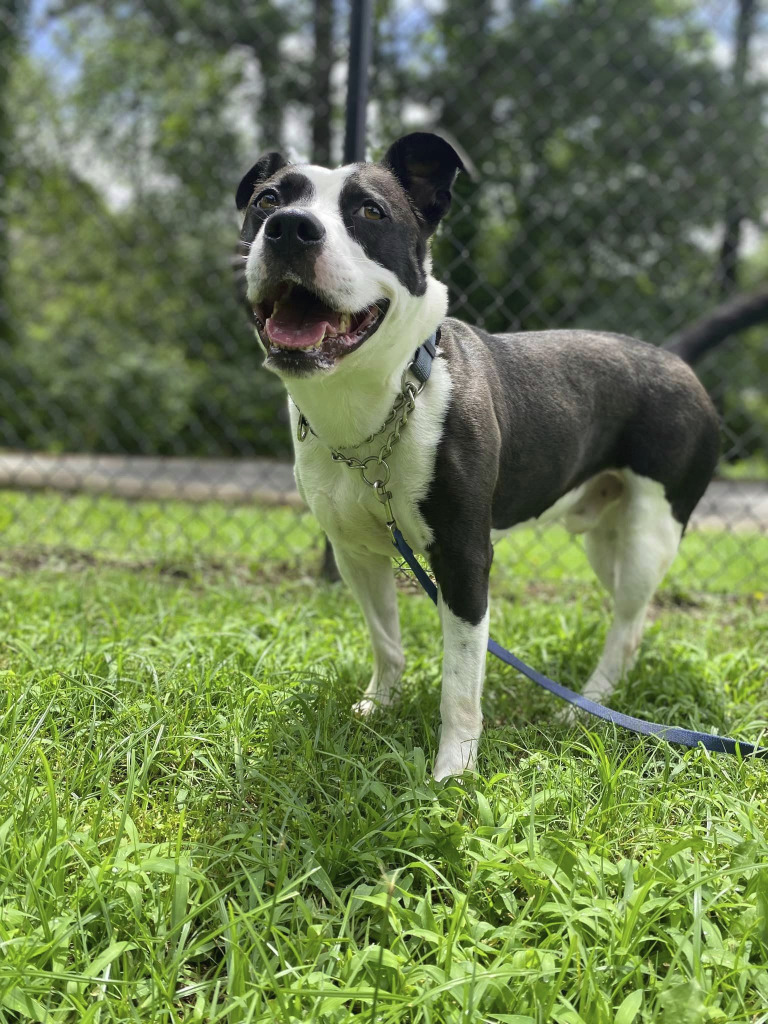 Hashbrown AKA Loco, an adoptable Pit Bull Terrier in Sherwood, AR, 72116 | Photo Image 4