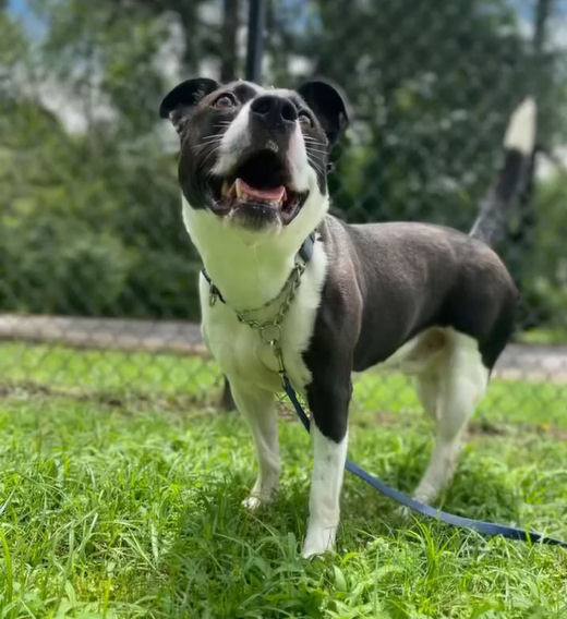 Hashbrown AKA Loco, an adoptable Pit Bull Terrier in Sherwood, AR, 72116 | Photo Image 6