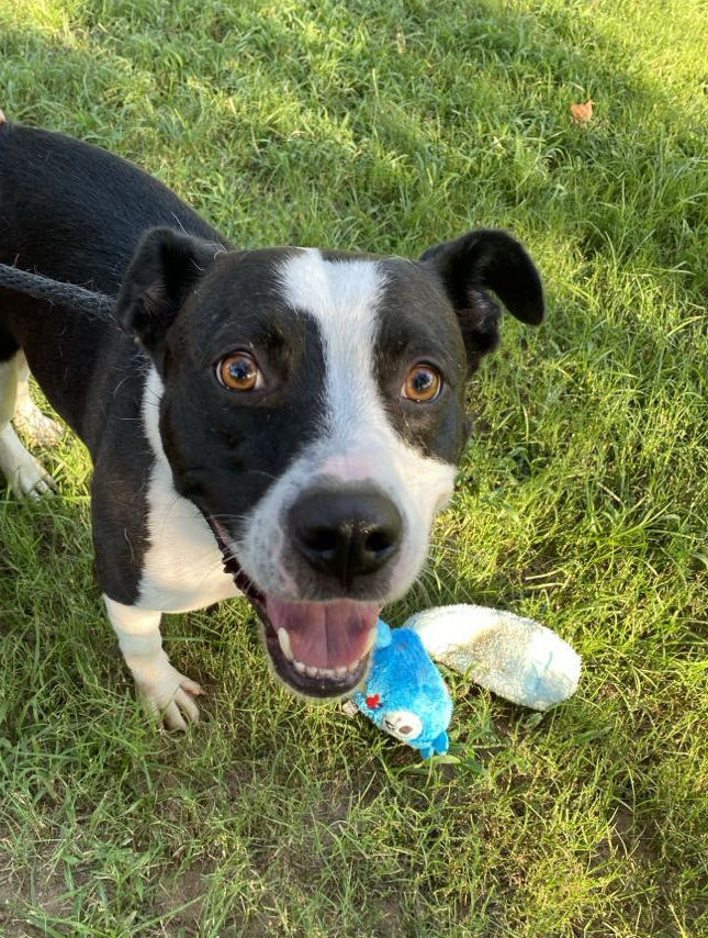 Hashbrown AKA Loco, an adoptable Pit Bull Terrier in Sherwood, AR, 72116 | Photo Image 8