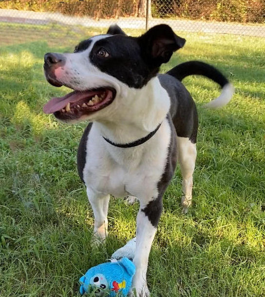 Hashbrown AKA Loco, an adoptable Pit Bull Terrier in Sherwood, AR, 72116 | Photo Image 10