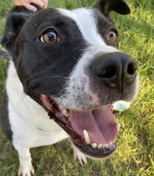 Hashbrown AKA Loco, an adoptable Pit Bull Terrier in Sherwood, AR, 72116 | Photo Image 12