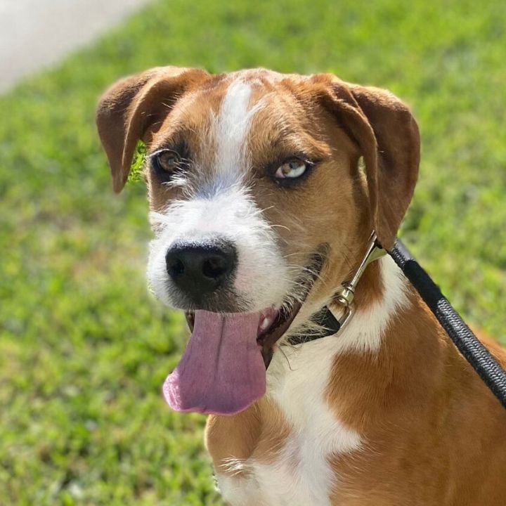 can a saint bernard and a catahoula leopard dog be friends