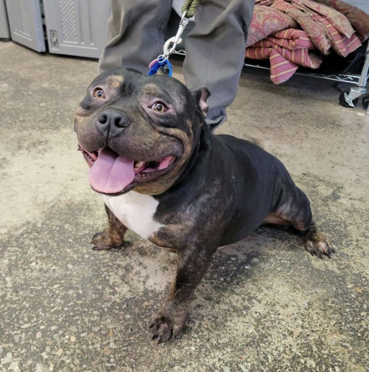 Fat Boy, an adopted American Bully Mix in Newcastle, OK_image-1