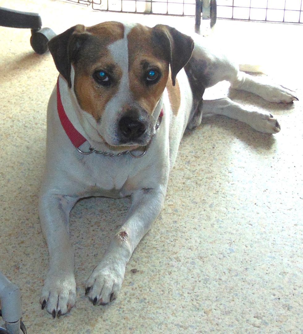 Adoption Events, an adoptable Labrador Retriever in Olympia, WA, 98501 | Photo Image 2