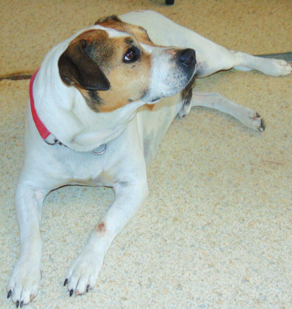 Adoption Events, an adoptable Labrador Retriever in Olympia, WA, 98501 | Photo Image 3