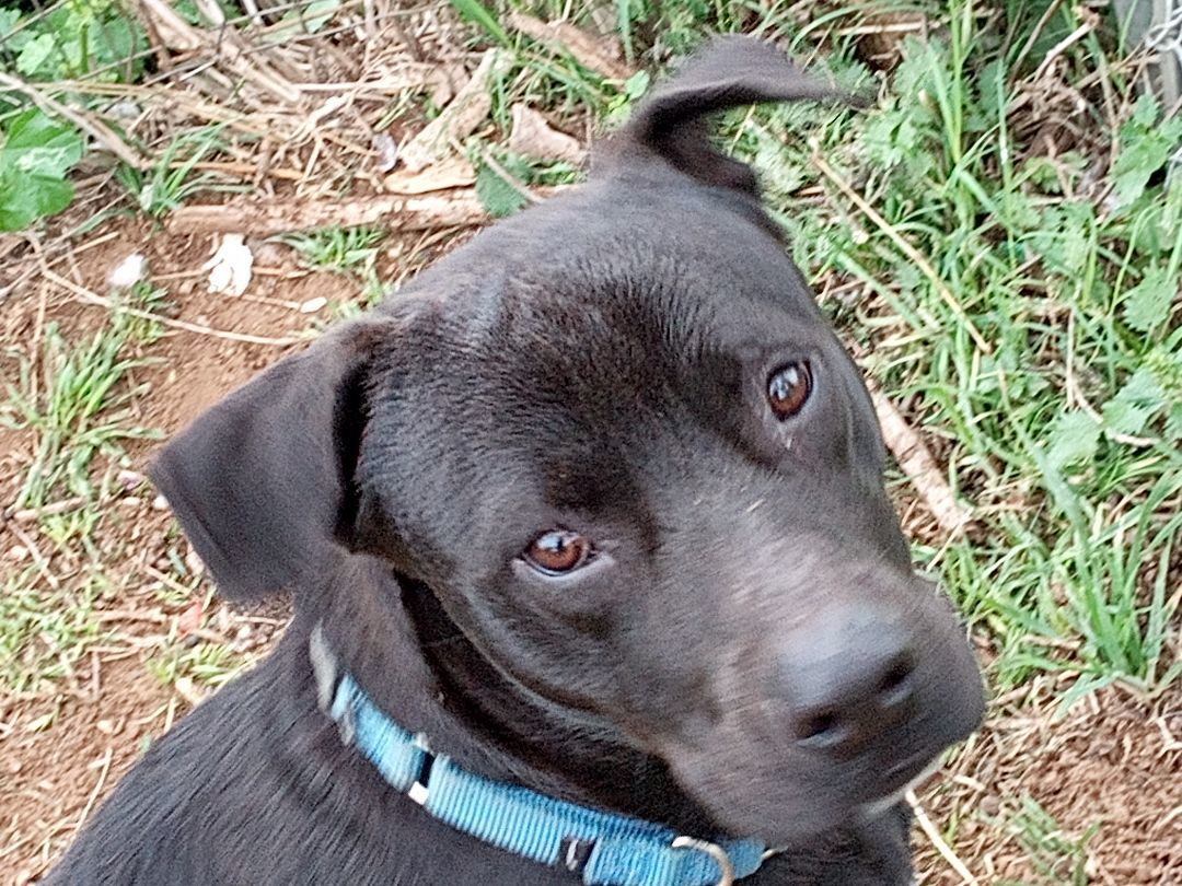 Adoption Events, an adoptable Labrador Retriever in Olympia, WA, 98501 | Photo Image 4
