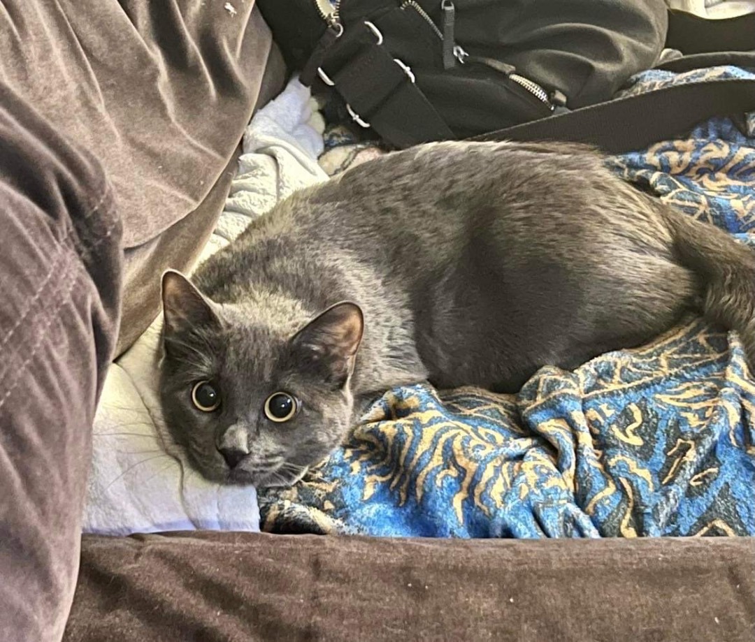 Stormy, an adoptable Domestic Short Hair in Whitewater, WI, 53190 | Photo Image 7