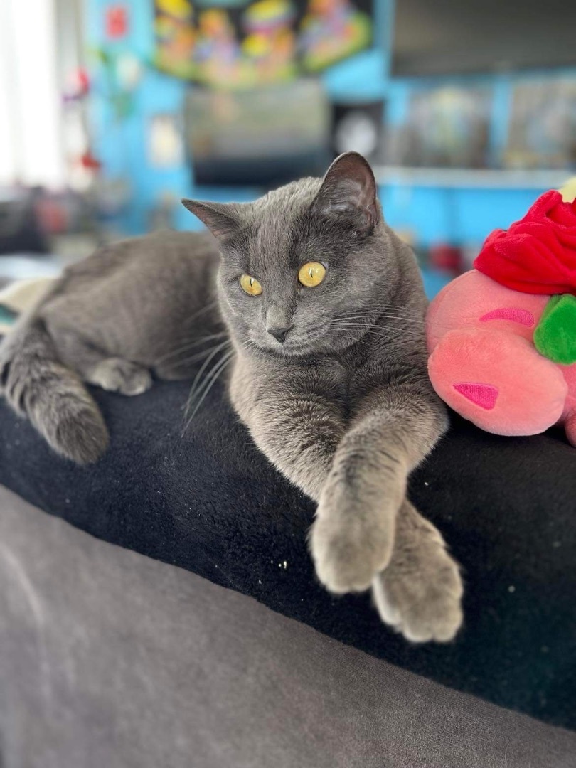 Stormy, an adoptable Domestic Short Hair in Whitewater, WI, 53190 | Photo Image 5