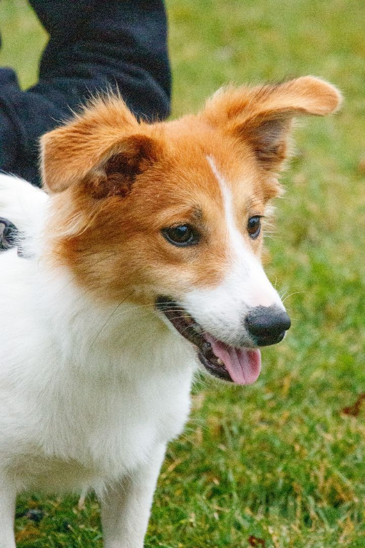 sheltie beagle mix