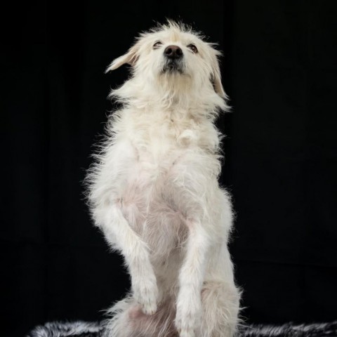 Sandy, an adoptable Wheaten Terrier Mix in San Diego, CA_image-2