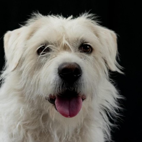 Sandy, an adoptable Wheaten Terrier Mix in San Diego, CA_image-3