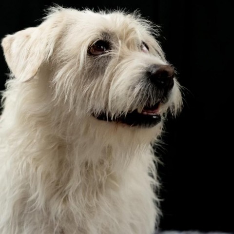 Sandy, an adoptable Wheaten Terrier Mix in San Diego, CA_image-5
