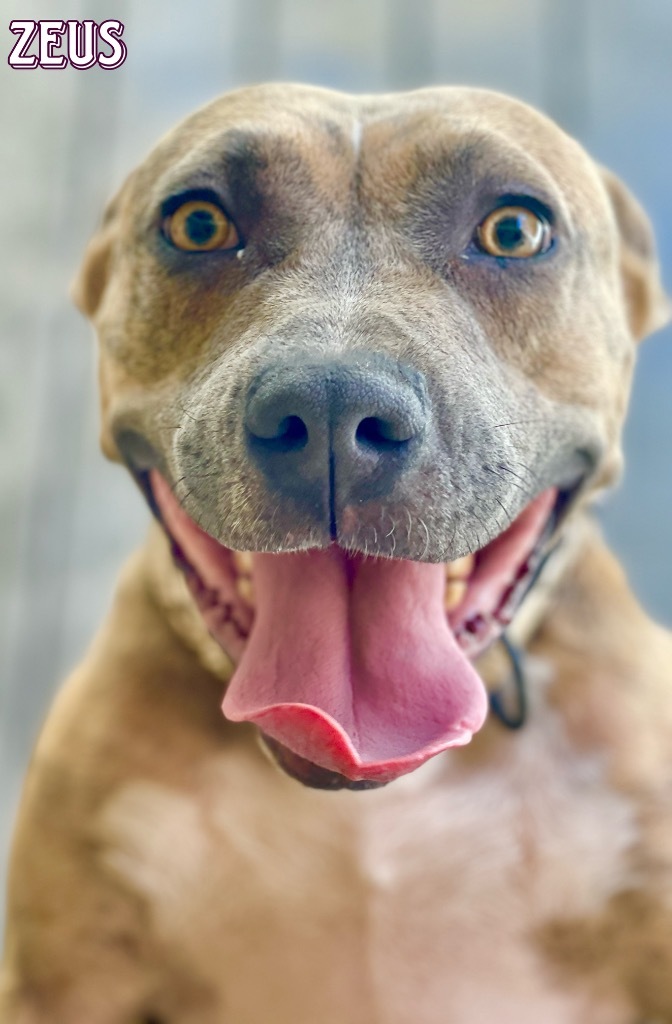 Zeus, an adoptable Terrier, Mixed Breed in St. Augustine, FL, 32084 | Photo Image 1