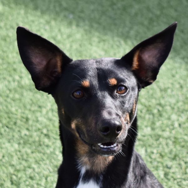 Ted, an adoptable Miniature Pinscher in Auburn, NE, 68305 | Photo Image 1