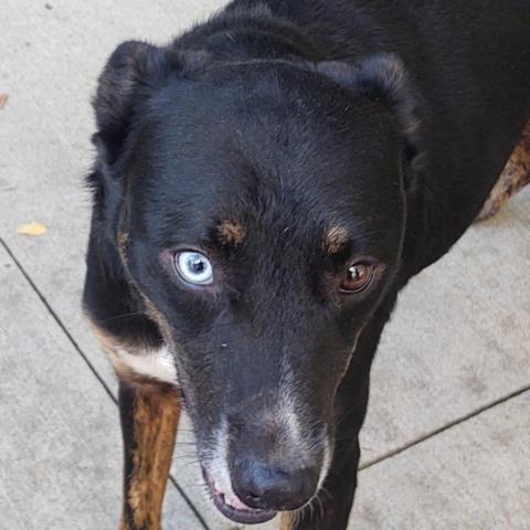 Siberian husky black lab 2024 mix