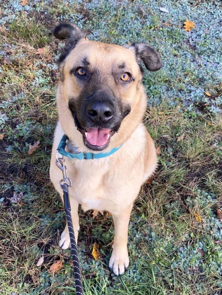 Roscoe *HERE IN NH*, an adoptable Anatolian Shepherd Mix in Northwood, NH_image-1