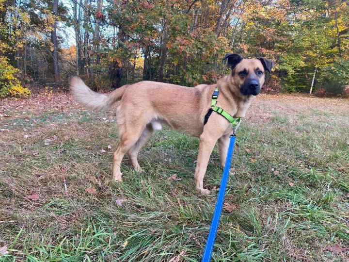 Roscoe *HERE IN NH*, an adoptable Anatolian Shepherd Mix in Northwood, NH_image-4