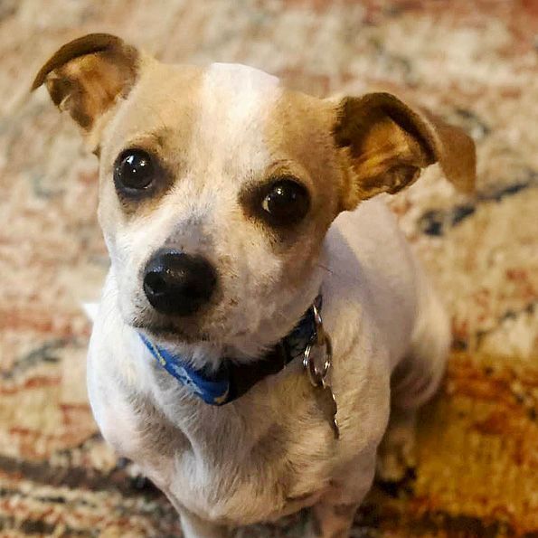 Doogie Houser, an adoptable Jack Russell Terrier & Rat Terrier Mix in Oklahoma City, OK_image-2
