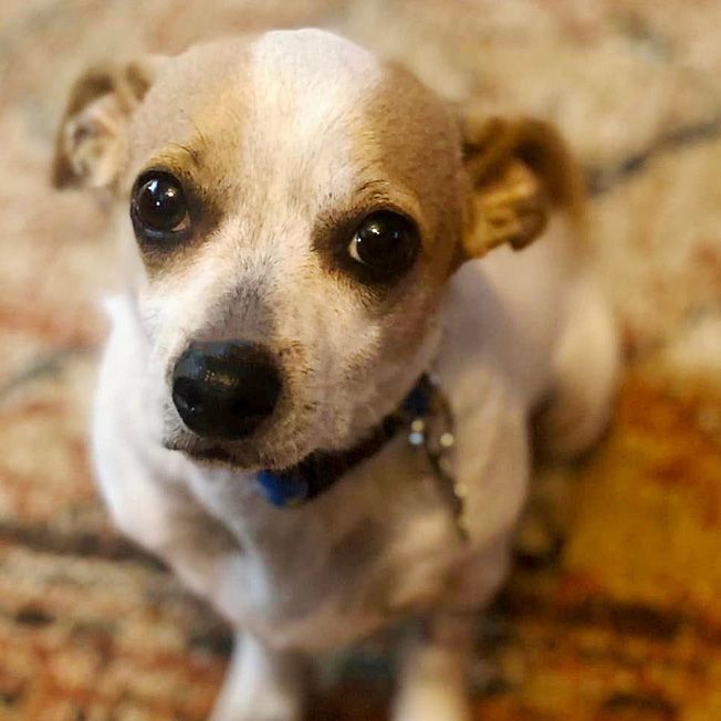Doogie Houser, an adoptable Jack Russell Terrier & Rat Terrier Mix in Oklahoma City, OK_image-4