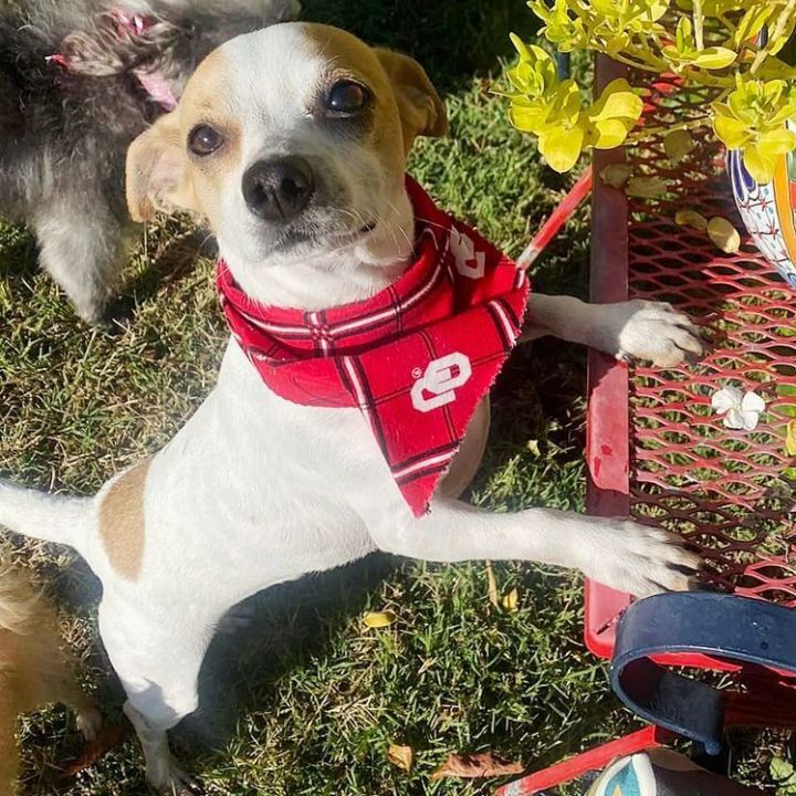Doogie Houser, an adoptable Jack Russell Terrier & Rat Terrier Mix in Oklahoma City, OK_image-1