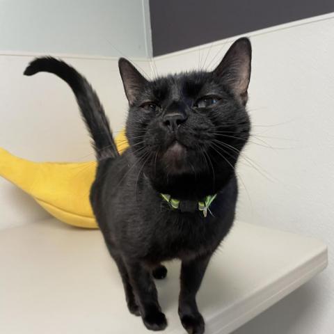 Baby Girl, an adoptable Domestic Short Hair in St. Helena, CA, 94574 | Photo Image 2