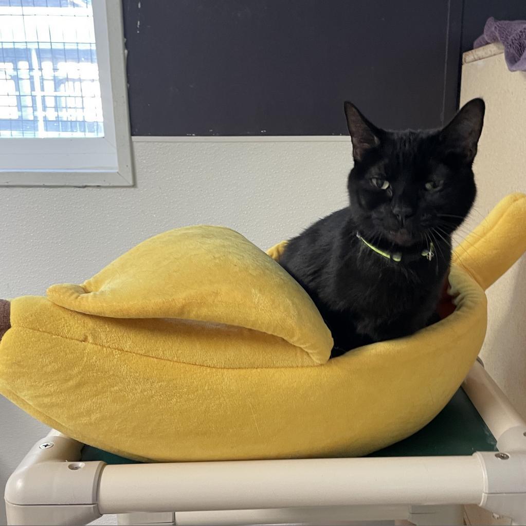 Baby Girl, an adoptable Domestic Short Hair in St. Helena, CA, 94574 | Photo Image 2