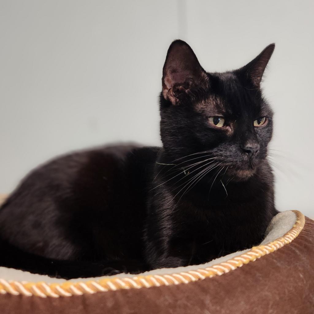 Baby Girl, an adoptable Domestic Short Hair in St. Helena, CA, 94574 | Photo Image 2