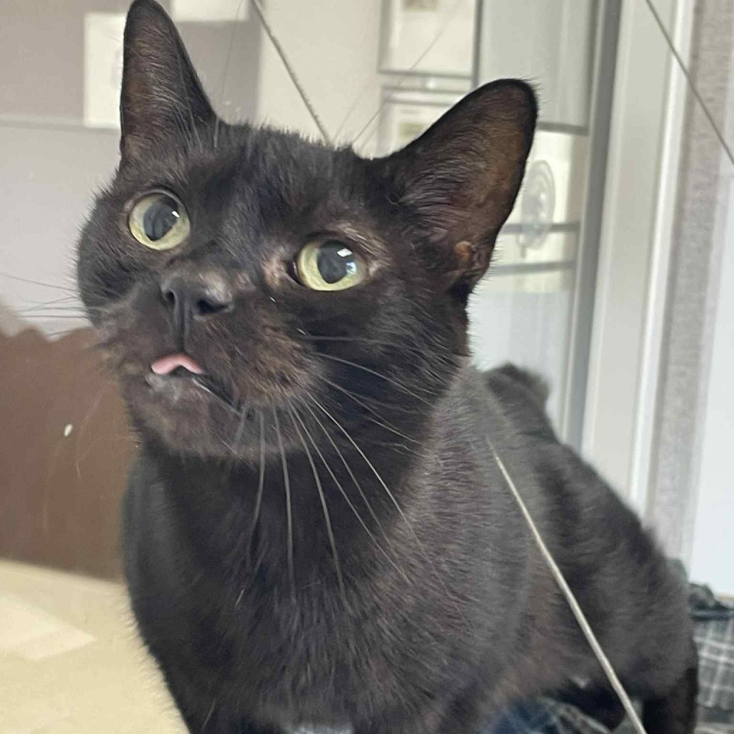 Baby Girl, an adoptable Domestic Short Hair in St. Helena, CA, 94574 | Photo Image 5