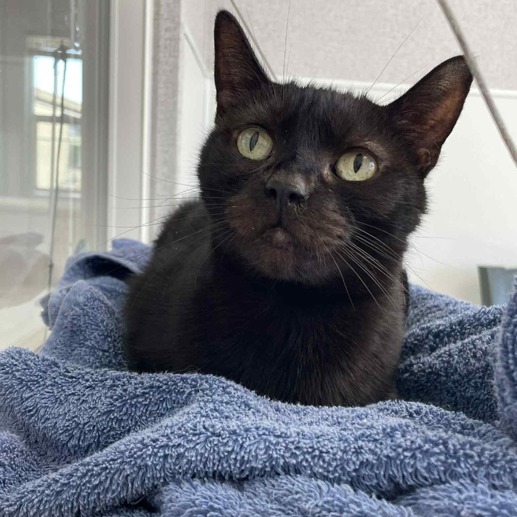 Baby Girl, an adoptable Domestic Short Hair in St. Helena, CA, 94574 | Photo Image 6