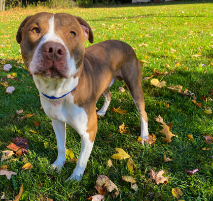 Wallace, an adoptable Pit Bull Terrier Mix in Bloomsburg, PA_image-2